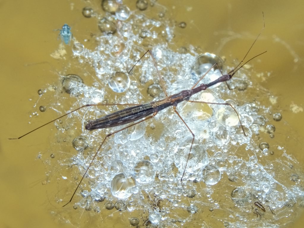 Hydrometra stagnorum (Linnaeus, 1758)
